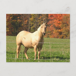 Cartão Postal Cavalos no Outono