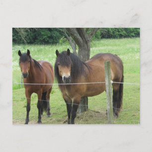 Cartão Postal Cavalos no Pasto