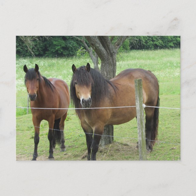 Cartão Postal Cavalos no Pasto (Frente)