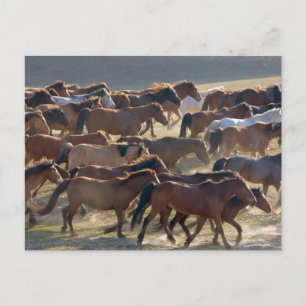 Cartão Postal Cavalos no rancho, Mongólia Interior, China
