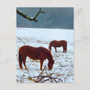 Cartão Postal Cavalos num Dia de Neve