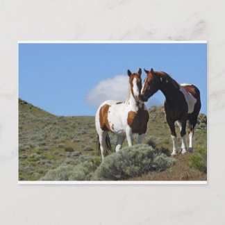 Cartão Postal Cavalos Nuzzling
