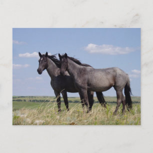 Cartão Postal Cavalos Pacíficos de Destino Ranch