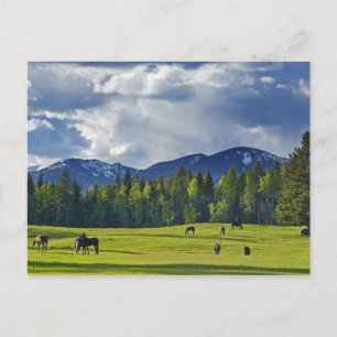 Cartão Postal Cavalos pastam em pasto perto de Whitefish,