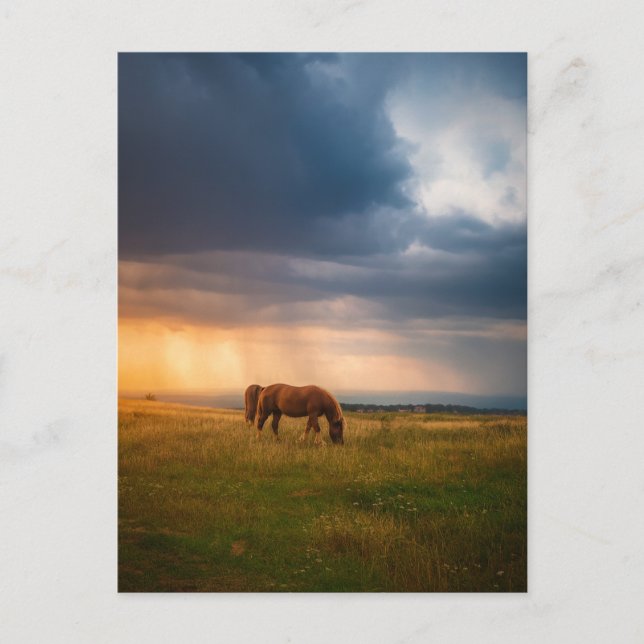 Cartão Postal Cavalos pastando no dia da tempestade (Frente)