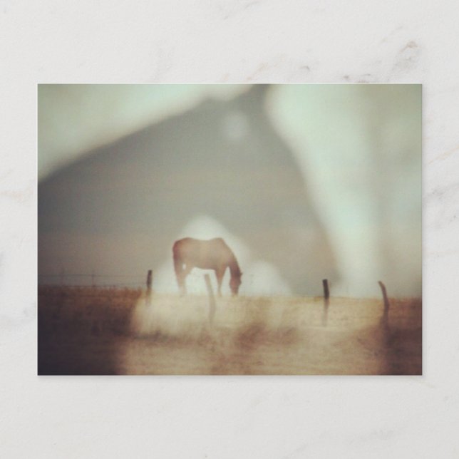 Cartão Postal Cavalos por Angelandspot (Frente)
