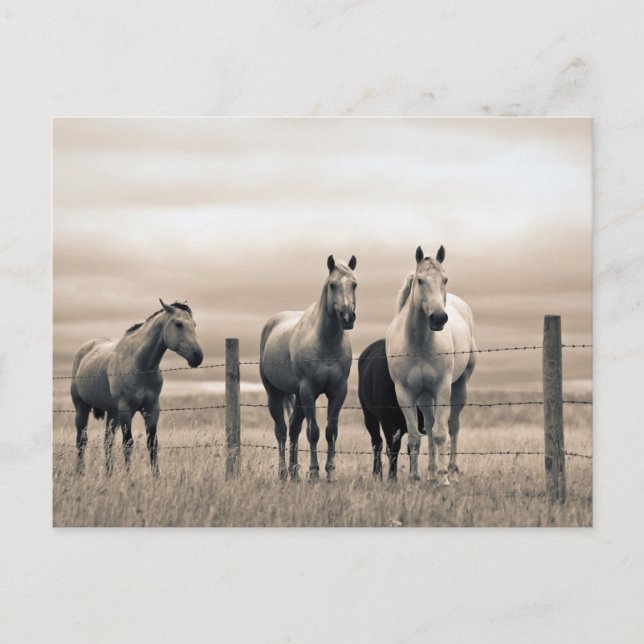 Cartão Postal Cavalos Quarto de Milha na Pradaria Canadense (Frente)