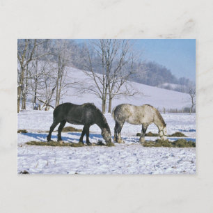 Cartão Postal Cavalos Rascunhos de Amish no Cartão-postal de inv