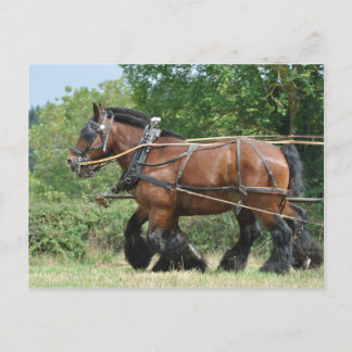 Cartão Postal Cavalos rasos no arnês