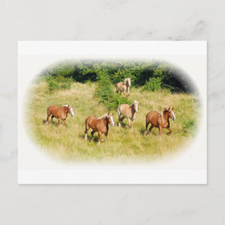 Cartão Postal Cavalos rasos no campo