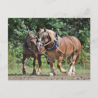Cartão Postal Cavalos rasos no cartaz