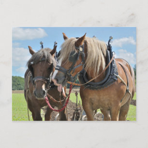 Cartão Postal Cavalos rasos no cartaz