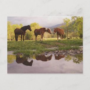 Cartão Postal Cavalos refletidos em um pequeno riacho, Cades Cov