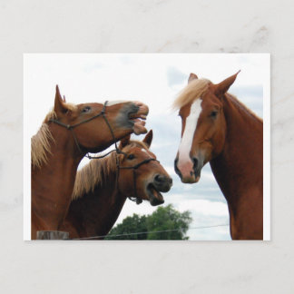 Cartão Postal Cavalos rindo