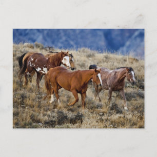 Cartão Postal Cavalos Roaming nas Colinas