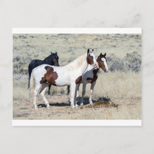 CARTÃO POSTAL CAVALOS SELVAGENS