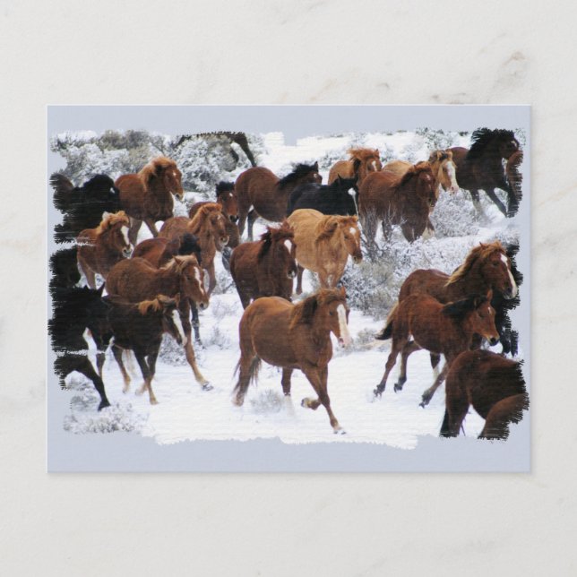 Cartão Postal Cavalos Selvagens (Frente)