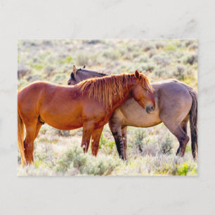 Cartão Postal Cavalos Selvagens