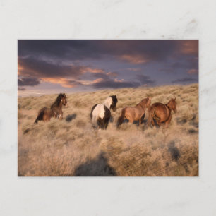 Cartão Postal Cavalos Selvagens Correndo