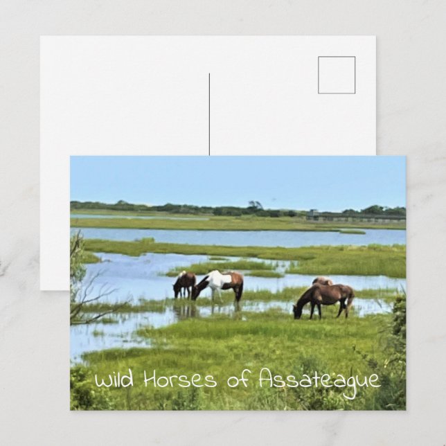 Cartão Postal Cavalos Selvagens de Assateague (Frente/Verso)
