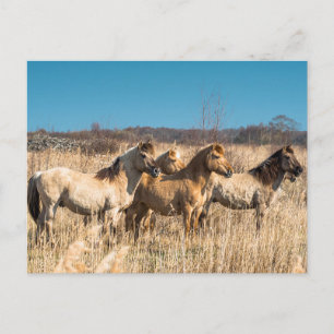 Cartão Postal Cavalos selvagens em Wicken Fen, Inglaterra, Reino