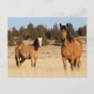 Cartão Postal Cavalos Selvagens, Montanhas Steens