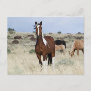Cartão Postal Cavalos Selvagens, Montanhas Steens