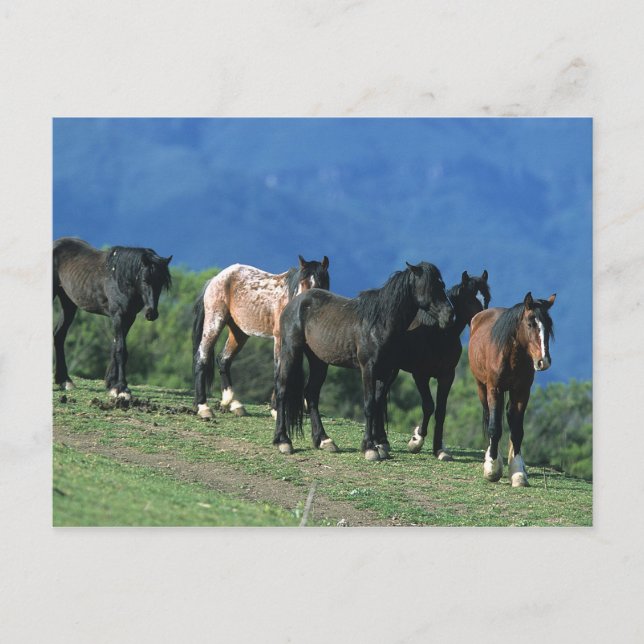 Cartão Postal Cavalos Selvagens Mustang nas Montanhas (Frente)