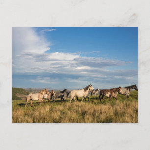 Cartão Postal Cavalos selvagens no Parque Nacional de Theodore R