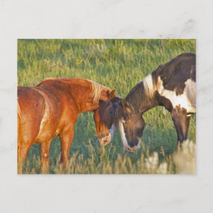 Cartão Postal Cavalos selvagens no Parque Nacional de Theodore R