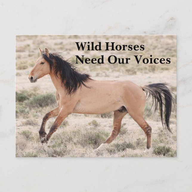 Cartão Postal Cavalos Selvagens Precisam de Nossas Vozes (Frente)