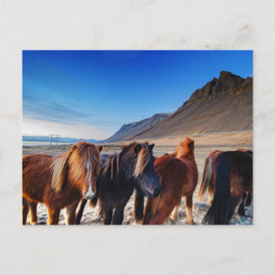 Cartão Postal Cavalos Shaggy da Islândia