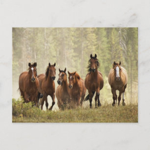 Cartão Postal Cavalos subindo um pequeno morro durante o arrodei
