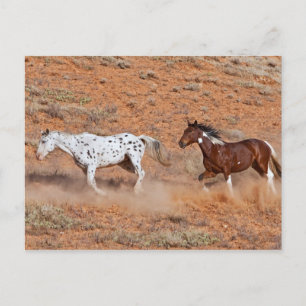 Cartão Postal Cavalos vagando pelo Big Horn MT de Shell Wyoming.