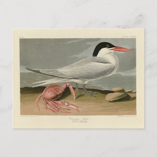 Cartão Postal Cayenne (Royal) Tern - Aves da América de Audubon (Frente)