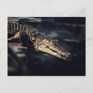 Cartão Postal Cayman Crocodilo