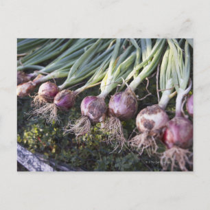Cartão Postal Cebolas Frescas, Domaine de l'Ardagnole,
