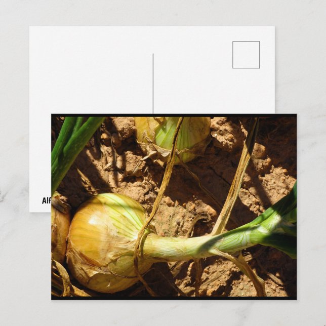 Cartão Postal Cebolas na Colheita (Frente/Verso)