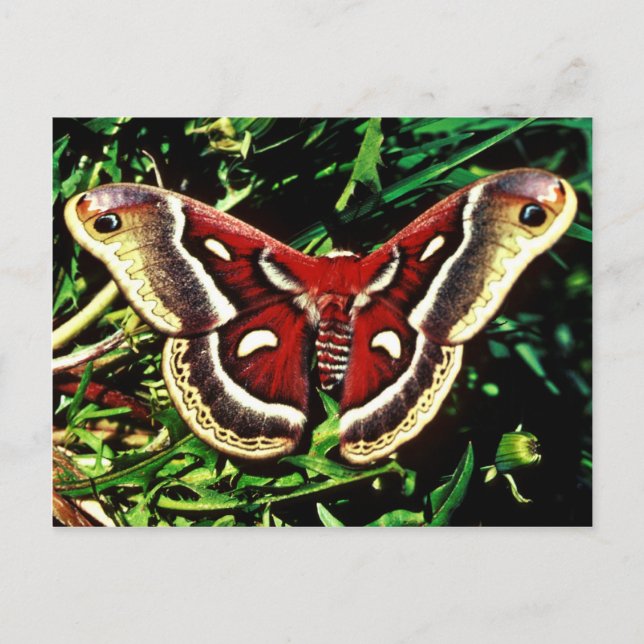 Cartão Postal Cecropia moth (Frente)