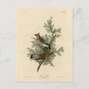 Cartão Postal Cedar Bird, Cedar Waxwing Audubon Birds da América