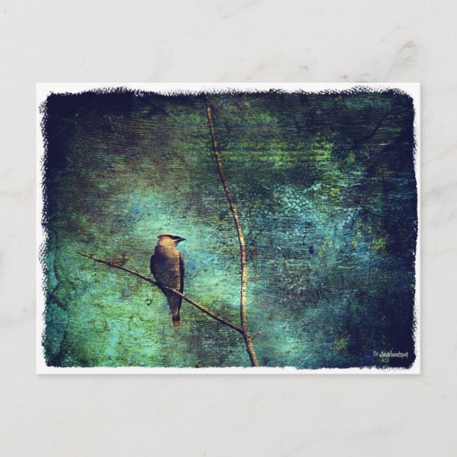 Cartão Postal Cedar Waxwing (Frente)