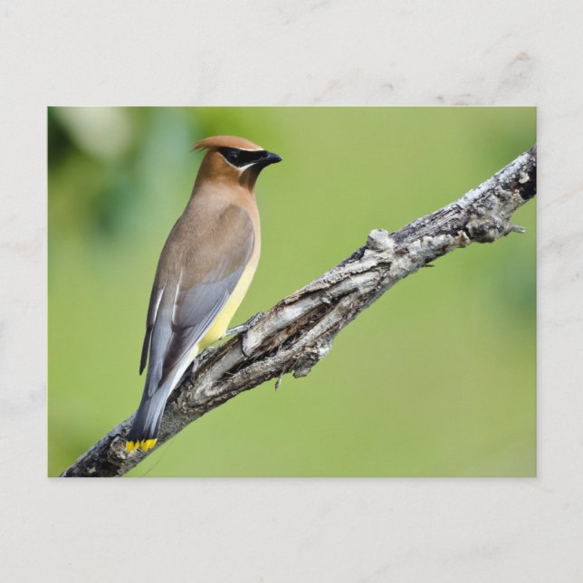 Cartão Postal Cedar Waxwing (Frente)