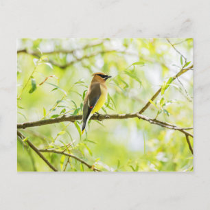 Cartão Postal Cedar Waxwing