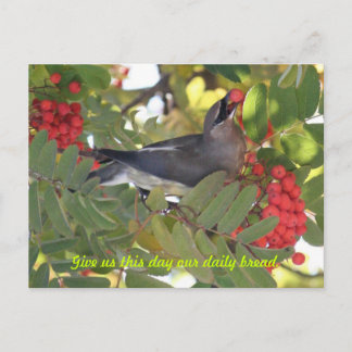 Cartão Postal Cedar Waxwing - Daily Bread - Cartão-postal