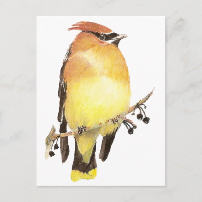 Cartão Postal Cedar Waxwing, Watercolor Bird (Frente)