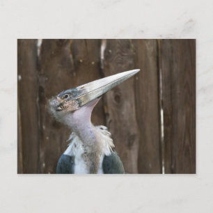 Cartão Postal Cegonha Marabu