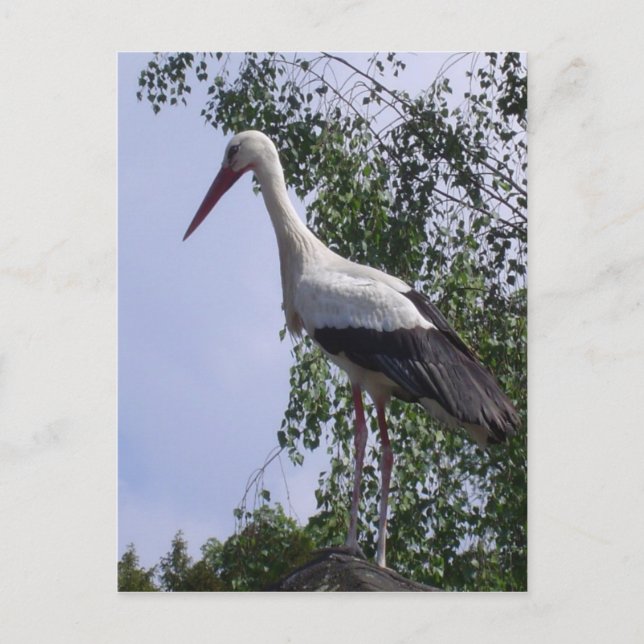 Cartão Postal Cegonhas de Estrasburgo (Frente)