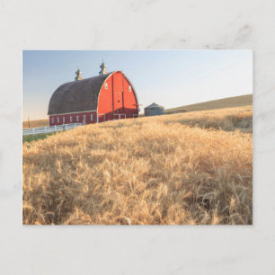 Cartão Postal Celeiro, campos de trigo de verão perto de Sprague