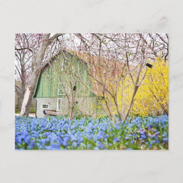 Cartão Postal Celeiro de outono com campo de flores azuis (Frente)