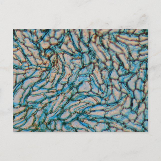 Cartão Postal Células de pimenta em células do microscópio (Frente)